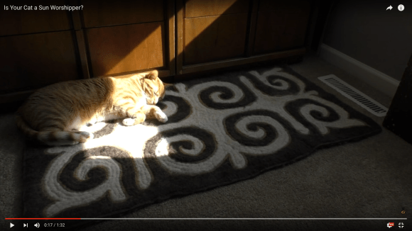 sunbathecat1