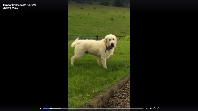 「没収しまーす！」飼い主のスマホにヤキモチを焼いたゴールデンがとっても楽しそうな動画 / 投稿者「スマホは無事です」