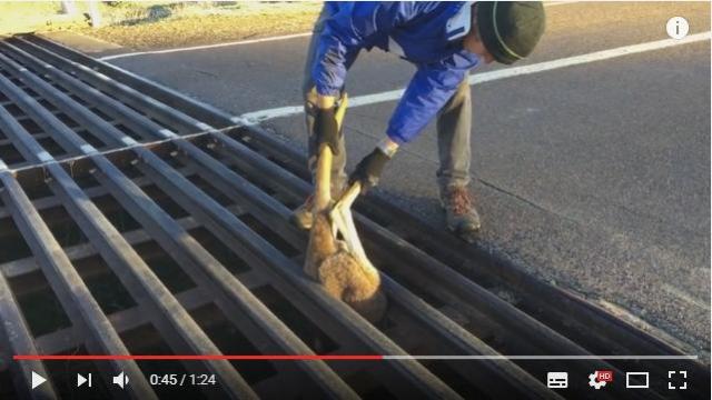 道路から足が生えてる!? まっさかさまの状態で溝にハマってしまった赤ちゃんカンガルーの救出劇