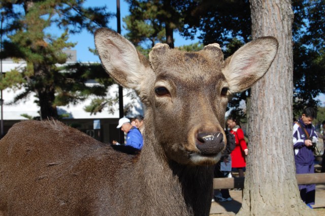 奈良公園の鹿は日本人に冷たい!? 外国人観光客にだけ愛想がいいってホントなの？ 奈良県民の私「鹿せんべいやろ（笑）」