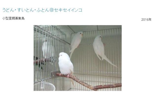 うどん、すいとん、ふとん…これみんな鳥の名前!? 鳥の里親探しを行う団体のネーミングセンスが独創的！