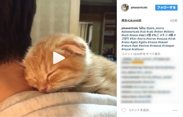 【いい場所みっけ】パーカーのフードにこんな使い道があったなんて…!! 子猫が飼い主の首にぴったり寄り添ってお昼寝中