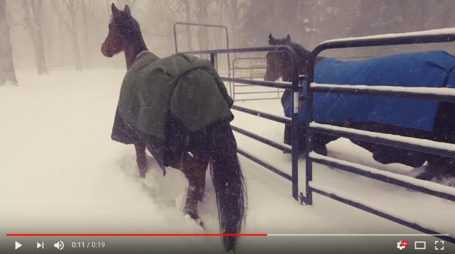 馬「え…寒すぎじゃね？」銀世界に飛び込むも10秒で小屋へと戻るお馬さんたち