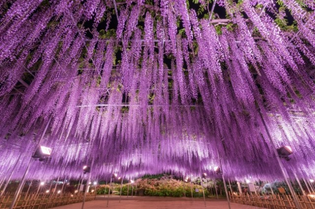 【ゴールデンウィーク】色とりどりの藤の花が咲き乱れる「あしかがフラワーパーク」が圧巻の美しさ…今年は駅も新設してさらにアクセス便利に♪