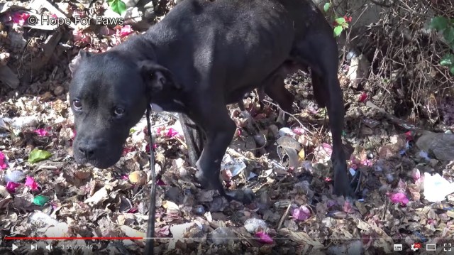 緊張走るドッグレスキュー！ 大ケガをしておびえまくりの犬は吠える、逃げる…救出は大苦戦！