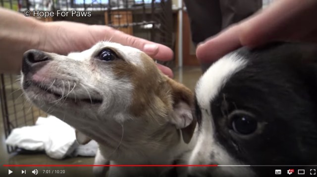 【心温まる】絶望的な生活のママ犬と子犬たちを助けたい！ 総勢5匹のワンコファミリー、狭くて暗いコンテナ下からの救出劇