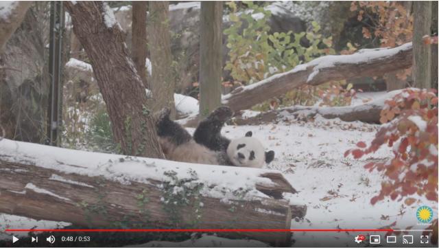 雪に喜ぶパンダが可愛すぎて萌え尽きそぉお！ ごろんごろんと転がって満足げな表情なのです★