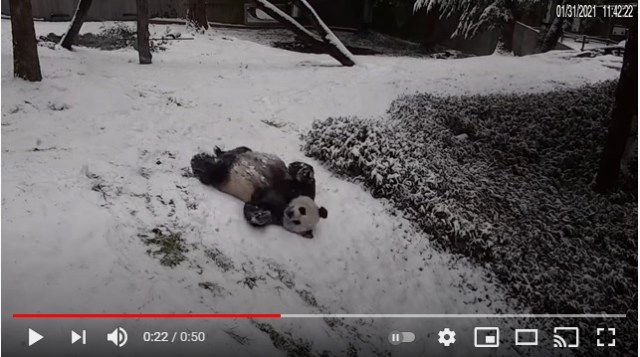 雪と戯れるパンダが悶絶級のかわいさ☆ 子パンダは初めての雪に興味津々です