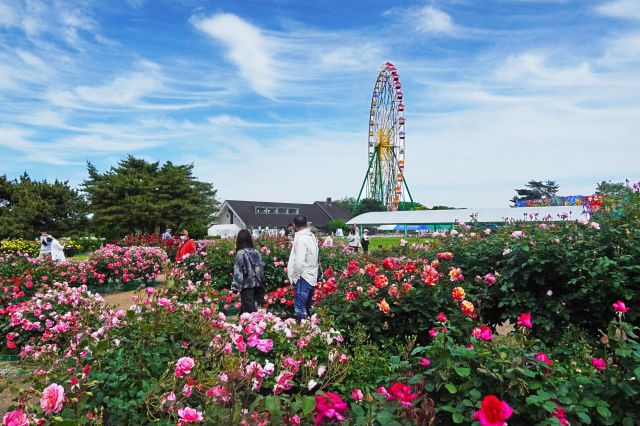 国営ひたち海浜公園で約3400株のバラが見ごろだよ〜！ちょっぴり意外な楽しみ方、教えます