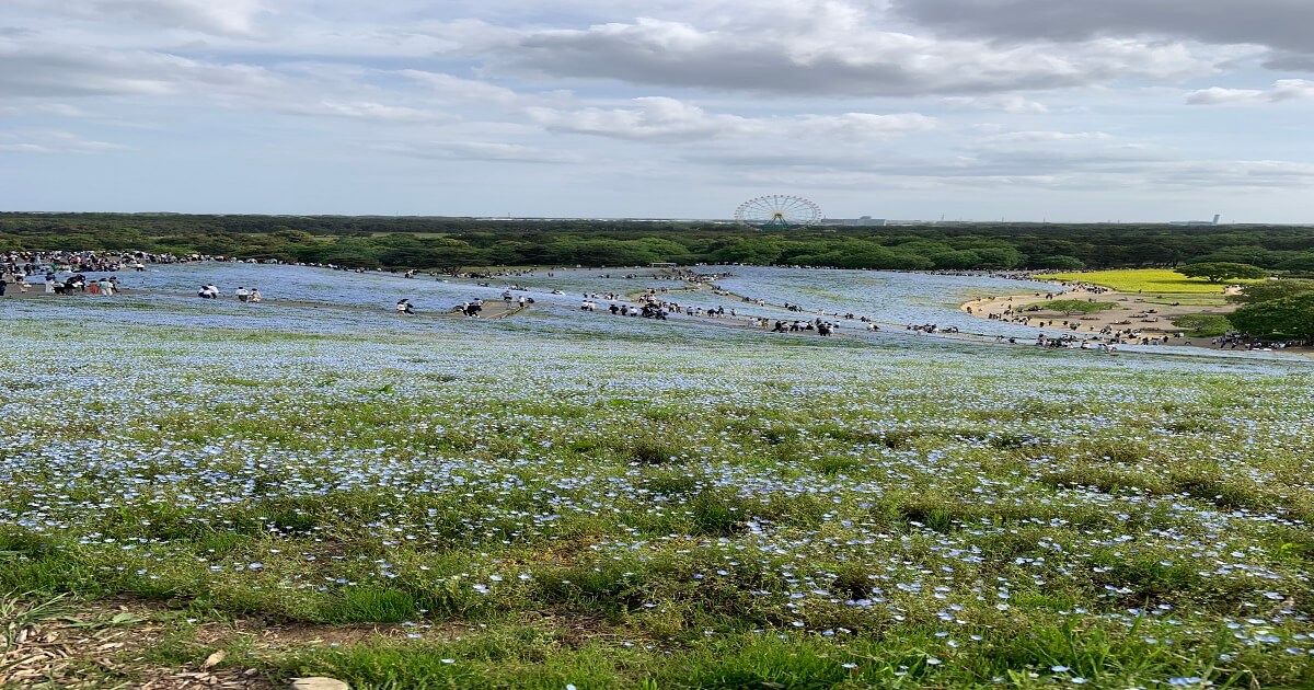 茨城県のデートスポット｜ひたち海浜公園